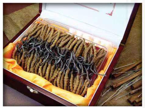 章贡冬虫夏草回收